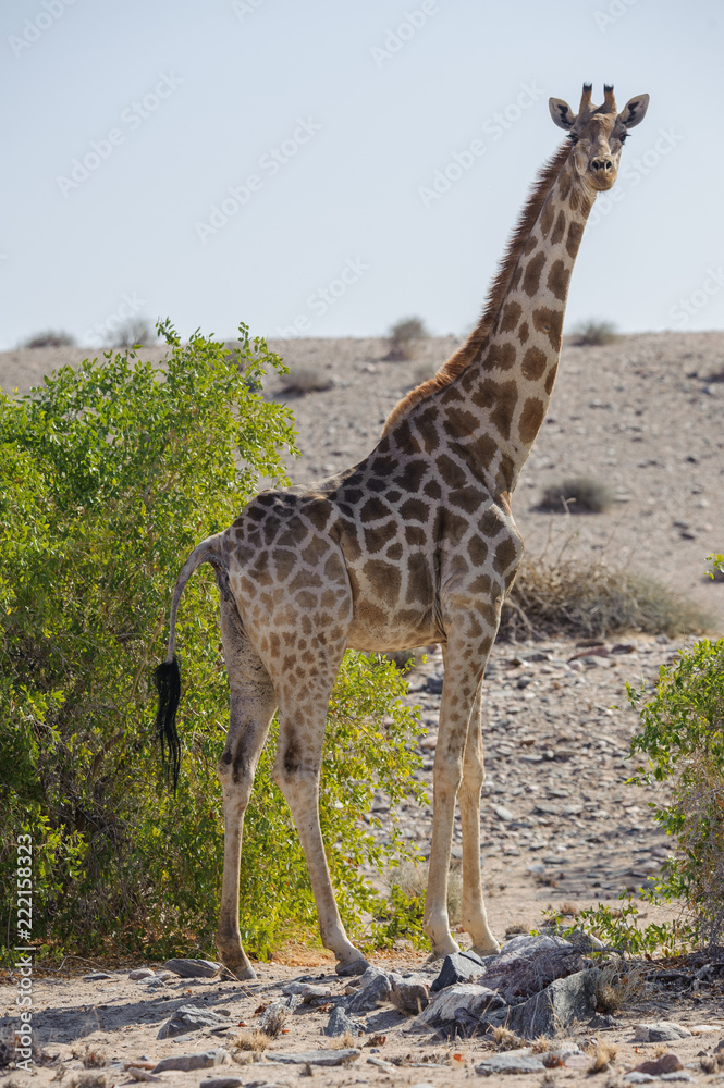 Giraffe in desert landscape Namibia Giraffe in desert landscape Namibia