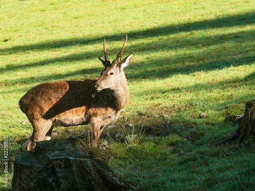 Junger Hirsch photo