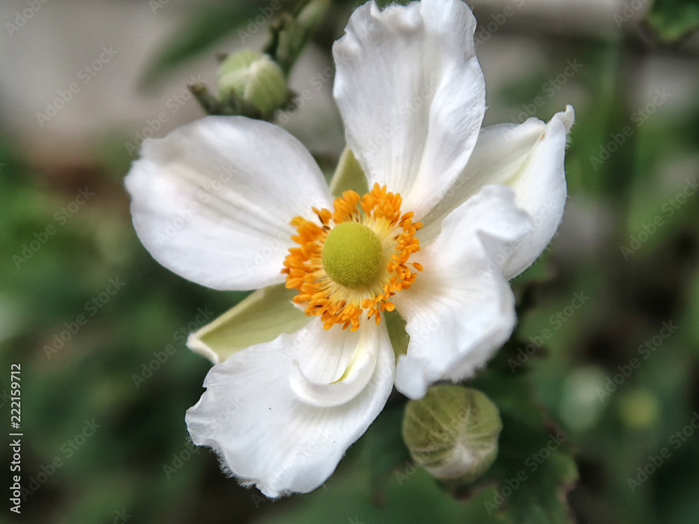 Japanese Thimbleweed;Japanese Anemone