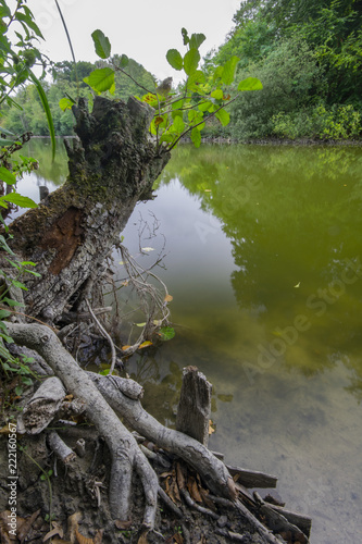 Tree Stump