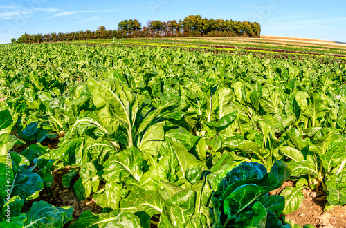 Ökologischer Landbau in Deutschland - Feld mit langen Reihen von Mangold -Pflanzen. photo