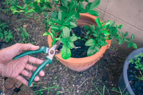 Career gardener asian man cutting branchin garden in nature.close up photo