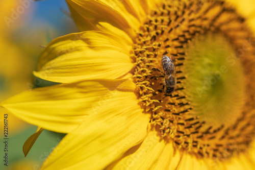Biene auf Blüte © Tobias