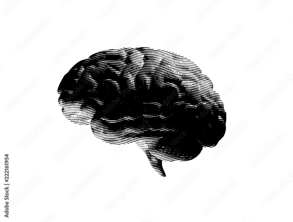 Engraving brain illustration in gray scale monochrome color on white ...