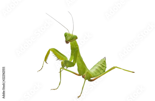 Foto beautiful mantis on white