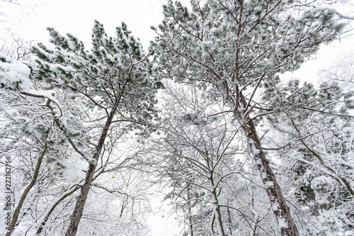 Wallpaper Mural snow covered forest,winter landscape  Torontodigital.ca