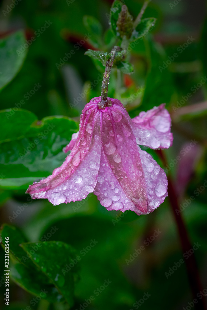 Close up of a wet pink clematis flower Close up of a wet pink clematis flower