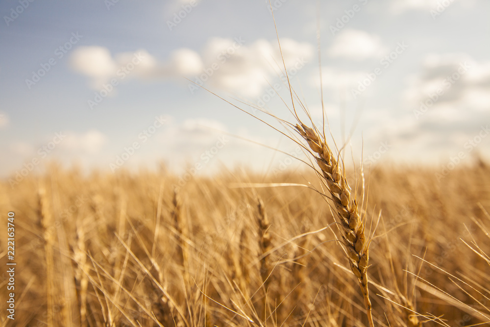 Fototapeta premium wheat field