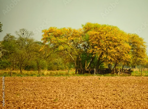 Obraz Kwiat kwitnienia