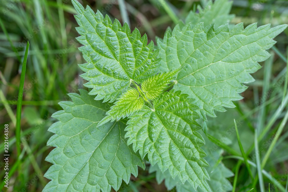 Common or Stinging Nettle, Urtica dioica, small plant macro, selective focus, shallow DOF. Green sprigs of nettle in the natural environment, folk medicine, healthy food, cosmetic concept Common or Stinging Nettle, Urtica dioica, small plant macro, selective focus, shallow DOF. Green sprigs of nettle in the natural environment, folk medicine, healthy food, cosmetic concept