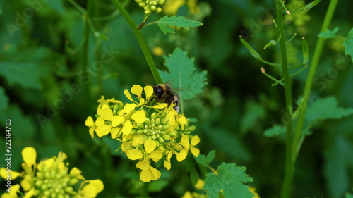 Bumblebee pollinates mustard flowers. Caterpillars of butterflies eat leaves of mustard. Flora and fauna. Motion blur.