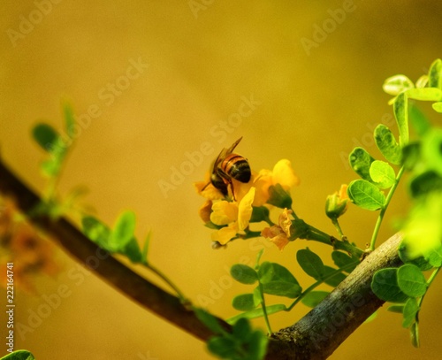 Abeja en Flor de Chañar photo