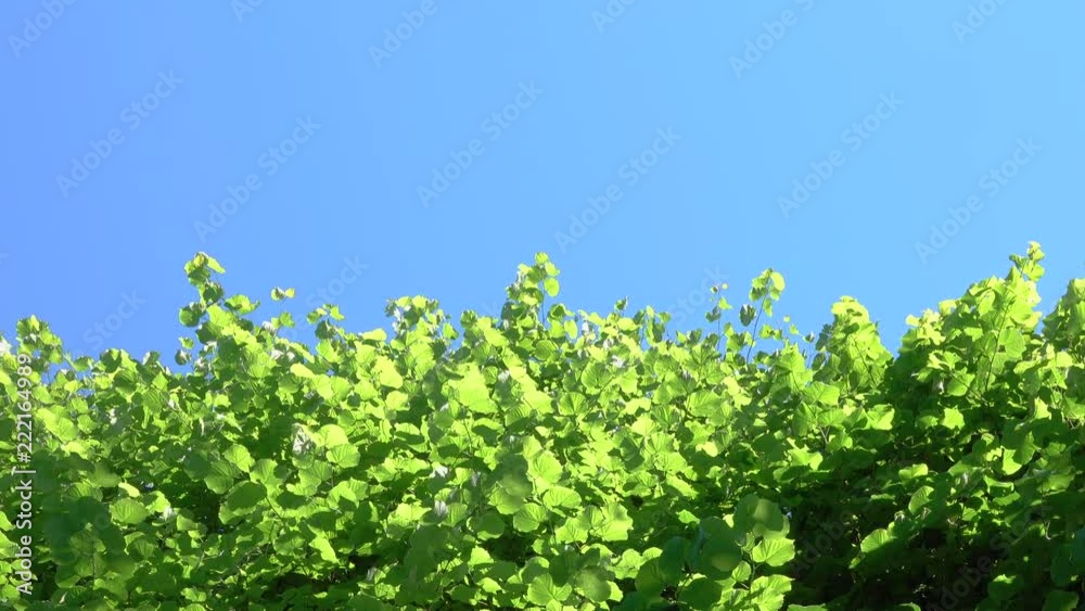 BOTTOM UP, COPY SPACE: Bright sunlight shines on vibrant green leaves on a perfect sunny day in summer. Cool background of a bush swaying in the wind and the clear blue sky on a warm spring day. BOTTOM UP, COPY SPACE: Bright sunlight shines on vibrant green leaves on a perfect sunny day in summer. Cool background of a bush swaying in the wind and the clear blue sky on a warm spring day.