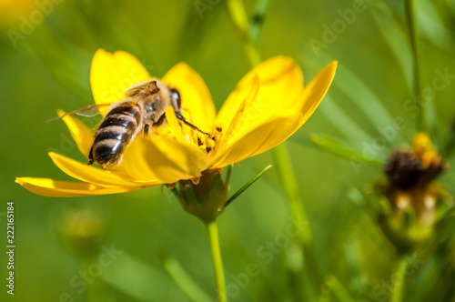 Close-up of bee drinking nectar from yellow wildflower on meadow