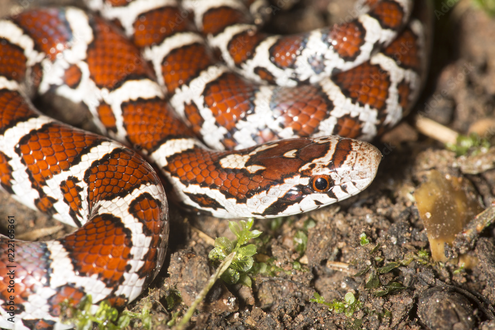 Fototapeta premium Closeup of young milk snake on garden soil in Connecticut.