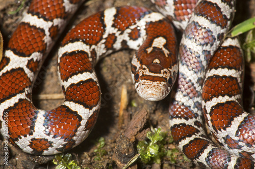 Closeup of young milk snake on garden soil in Connecticut.