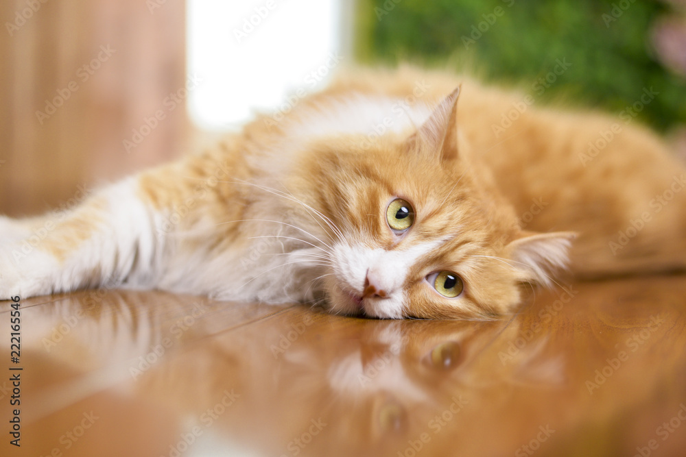 Cat lying on the wooden floor Cat lying on the wooden floor
