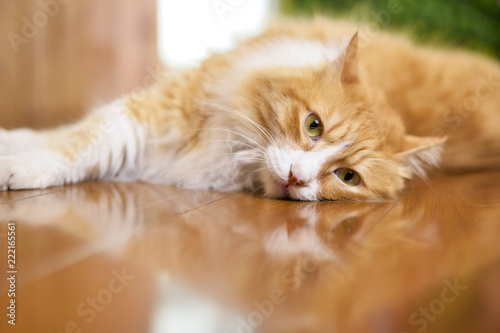 Fototapeta Naklejka Na Ścianę i Meble -  Cat lying on the wooden floor