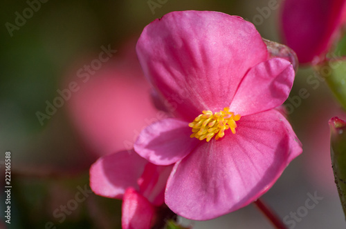 Close-up of pink Begonia L. flower in bloom