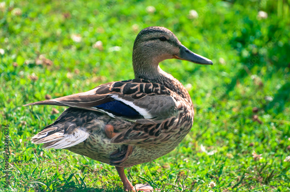 Portrait of duck from side, standing on grass in spring Portrait of duck from side, standing on grass in spring