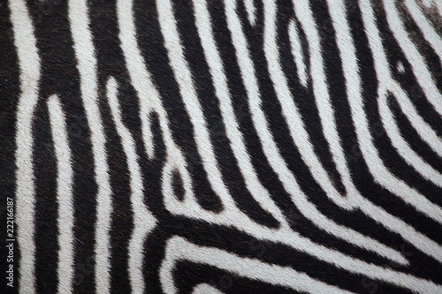Grevy's zebra (Equus grevyi). Skin texture.