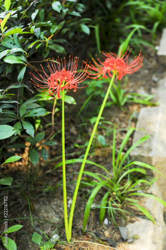 red flower