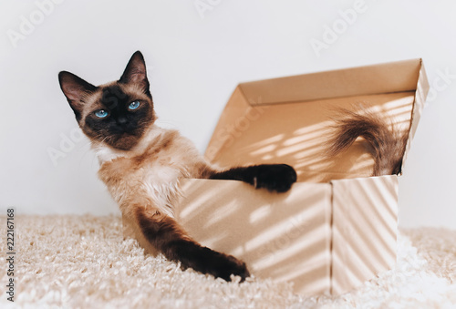 Poker Face. Apathetic and sassy muzzle. Siamese cat in a cardboard box. Cat's habits. photo