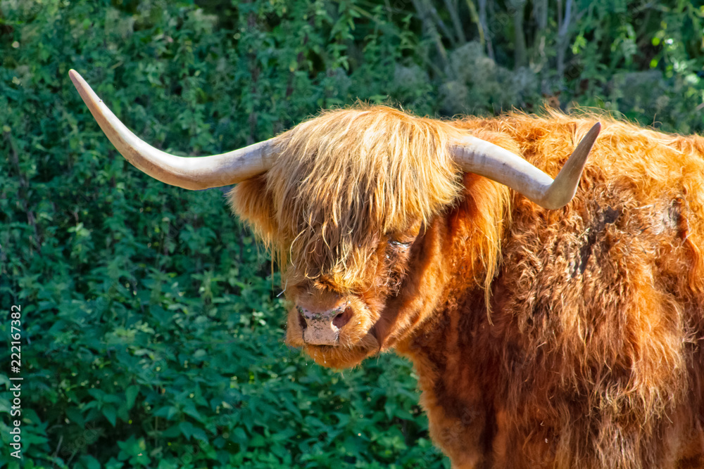 highland cattle