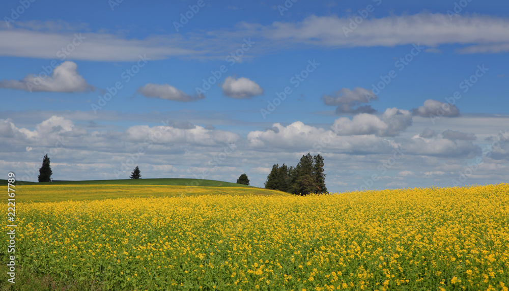 Obraz premium Rapeseed fields in Palouse Washington state