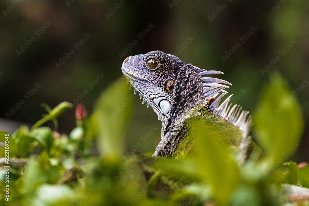 Obraz premium iguana silvestre en medio de la vegetación