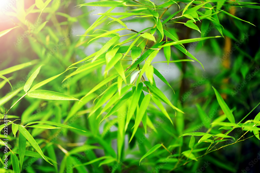 Bamboo leaves