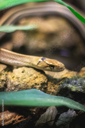 Obraz na płótnie Snake