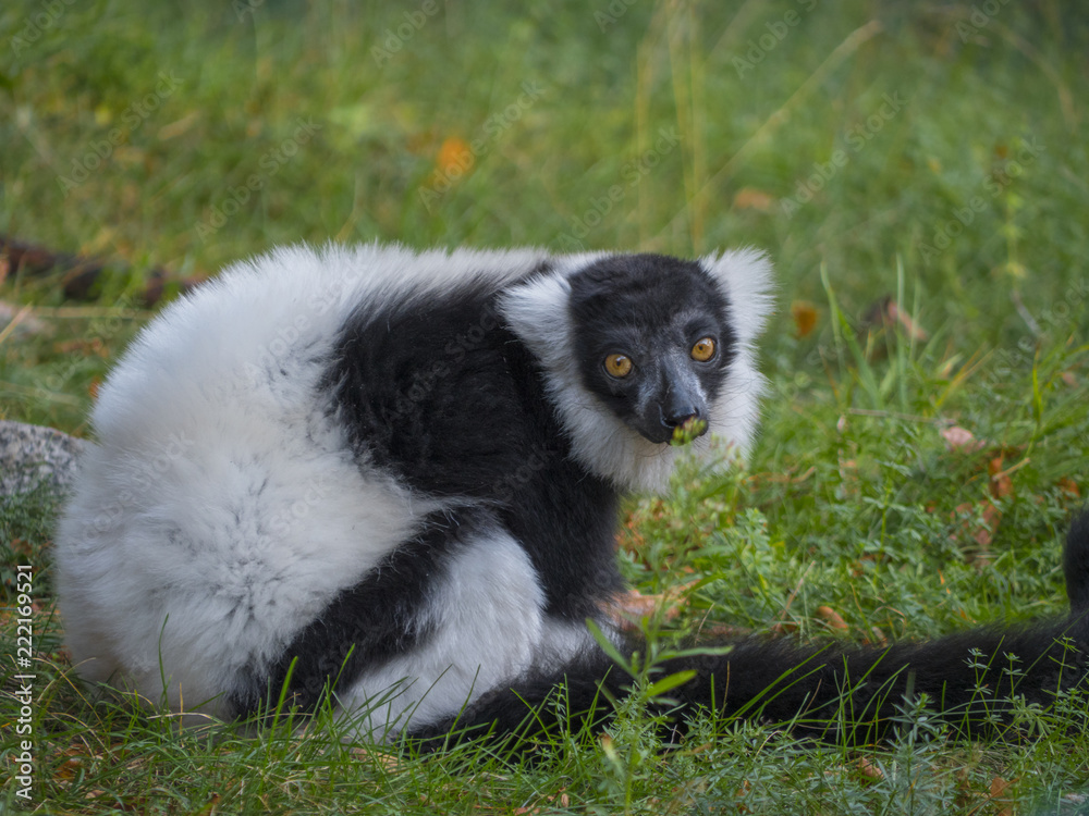 King Julian Lemur 