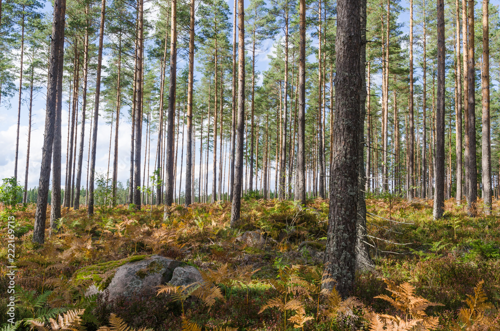 Obraz premium Bright forest by fall season