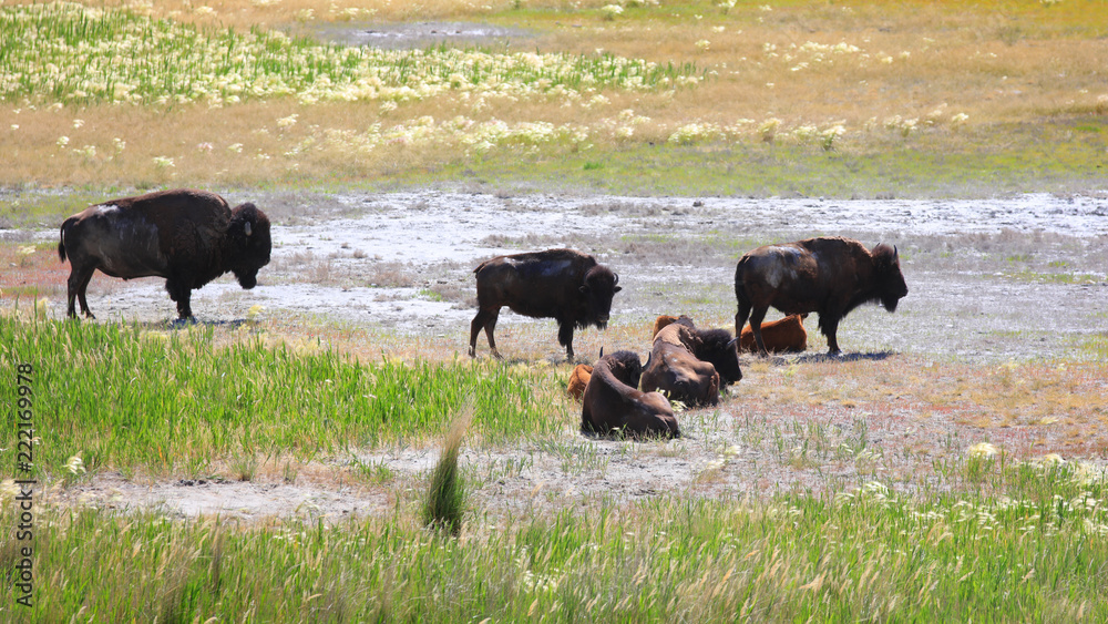 Wild bison's in Antelope island near Salt lake city