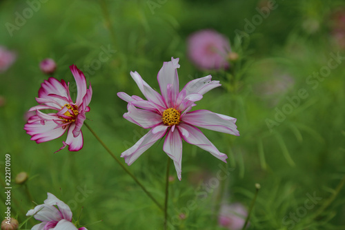 Bright Cosmee flower in the summer garden of blooming plants
