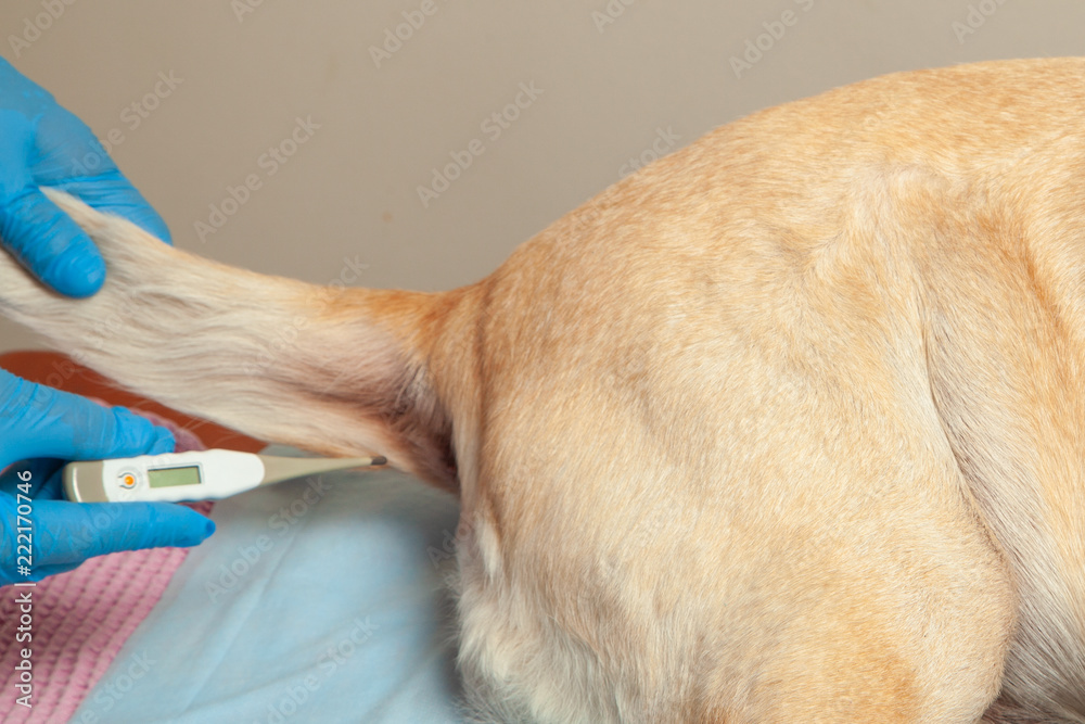 Measurement of temperature in the Dog by rectal thermometer. Vet clinic