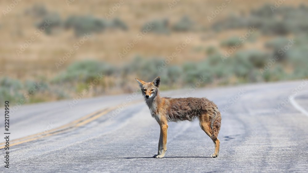 Fototapeta premium Coyote staring at the camera