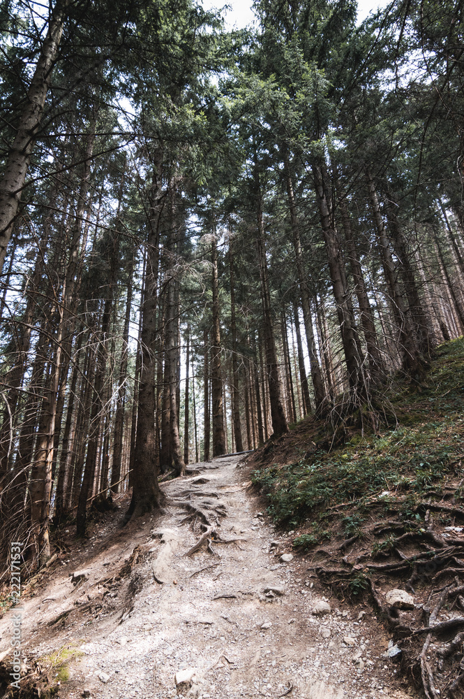 Fototapeta premium Waldweg in den Bergen
