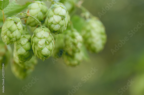 Hops of hops for cooking natural fresh beer, concept for brewing background