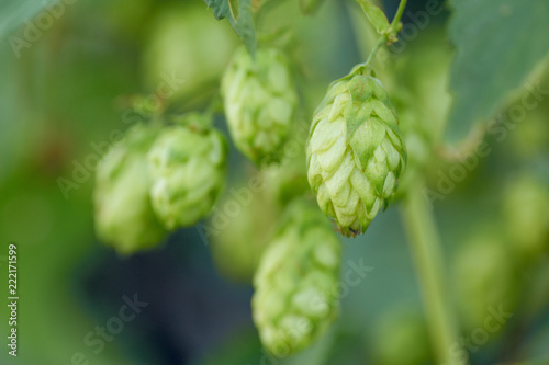Cones of hops in a basket for making natural fresh beer, concept of brewing
