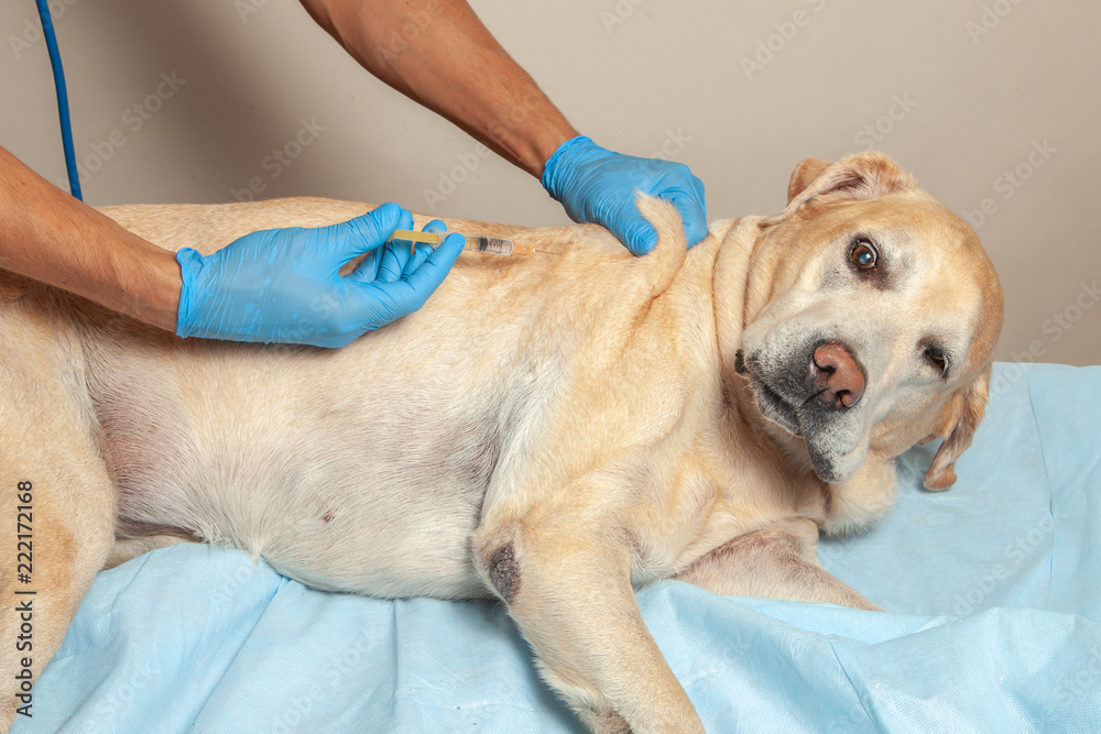 Where Are Withers On A Dog