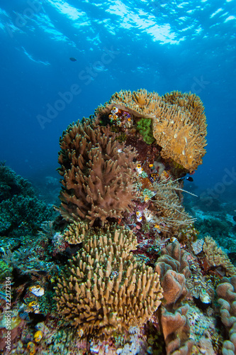 Coral Reef Sinularia sp. photo