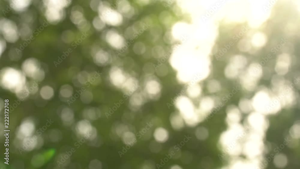 Beautiful flowing flashes of sunny bokeh. Blurred summer background from tall trees in warm lighting