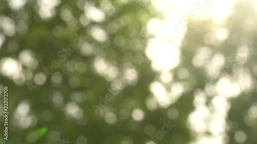 Beautiful flowing flashes of sunny bokeh. Blurred summer background from tall trees in warm lighting
