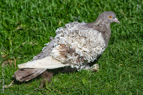 pigeon frisé hongrois photo