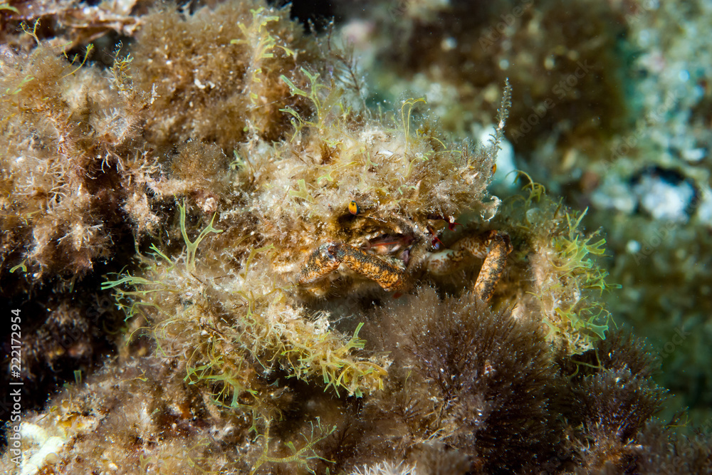 Mediterranean Crab Mediterranean Crab