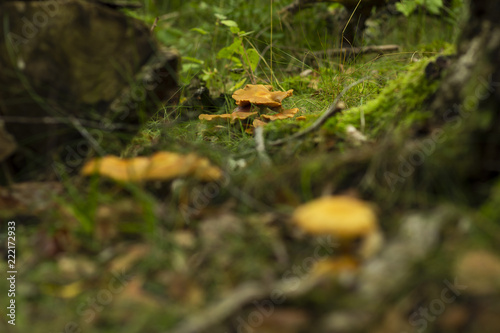 Brown mushrooms in a forest, surrounded by greenery. Shallow depth of field.