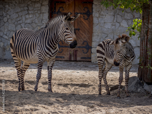 Close view of zebras family 