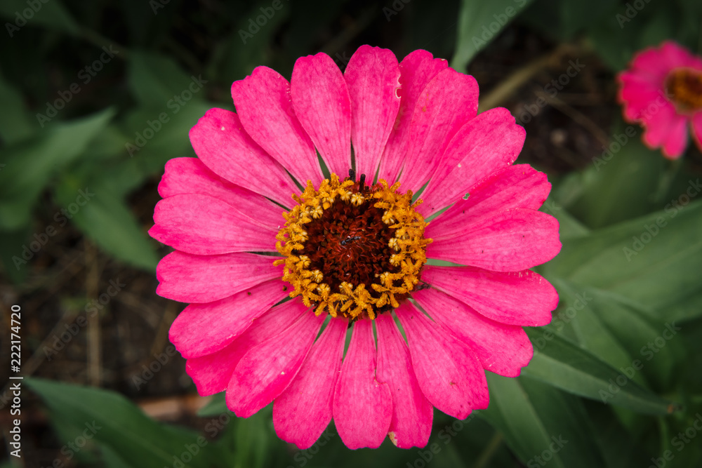 Closeup of a pink daisy Closeup of a pink daisy